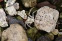 Thomisus_onustus_D3280_Z_75_Valle Gran Rey_Spanje